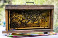 vue abeille
