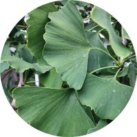 Ginkgo biloba