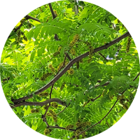 Gleditsia-Triacanthos