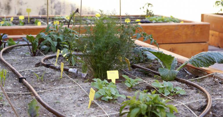 Potager aromatique