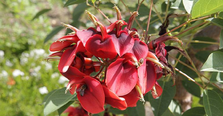 Label « Quatre Fleurs »