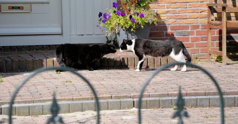 chats errants