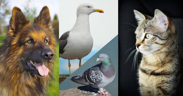 Image divisée en trois bandes : un chien, un goéland et un chat