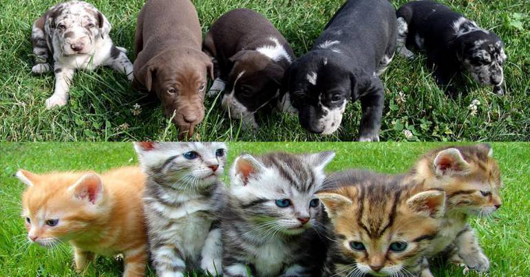 Elevage-vente-chiens-chats