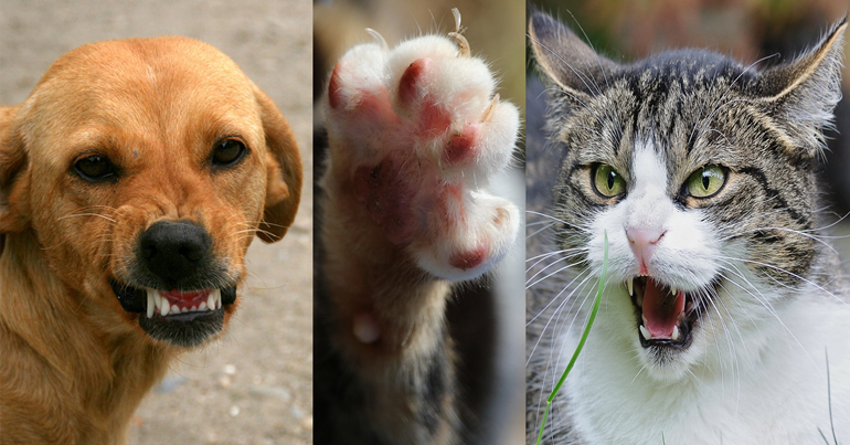 Animaux mordeurs ou griffeurs