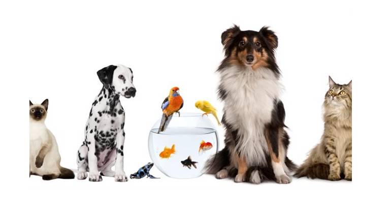 Journée mondiale des animaux