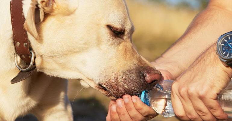 Animaux de compagnie et fortes chaleurs \: Les bons gestes