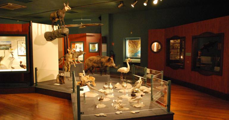 Muséum d'Histoire naturelle de Nice