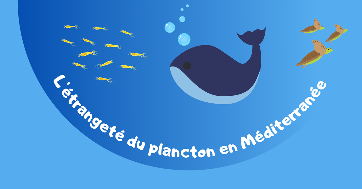 L''étrangeté du plancton en Méditerranée