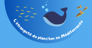 Exposition L'étrangeté du plancton en Méditerranée