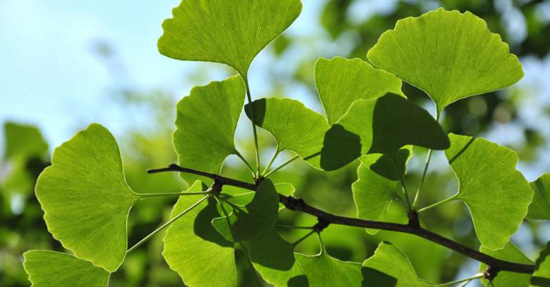 feuilles de Ginko Balboa