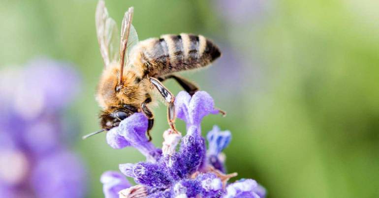 La fête de l''abeille