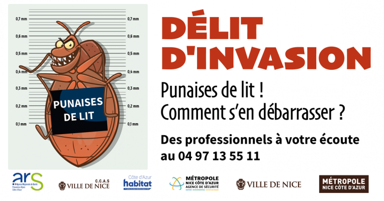 Tout sur les punaises de lit…