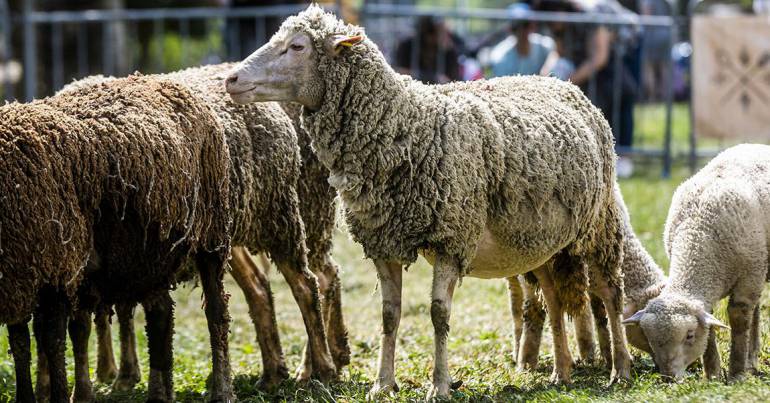 Fête de la Transhumance