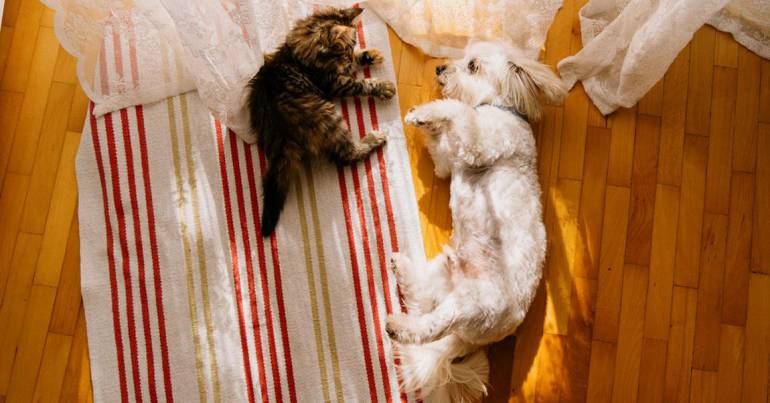 Bien choisir son animal de compagnie