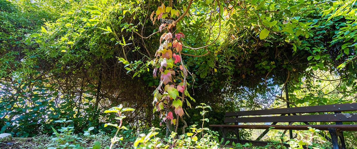 Jardin Botanique