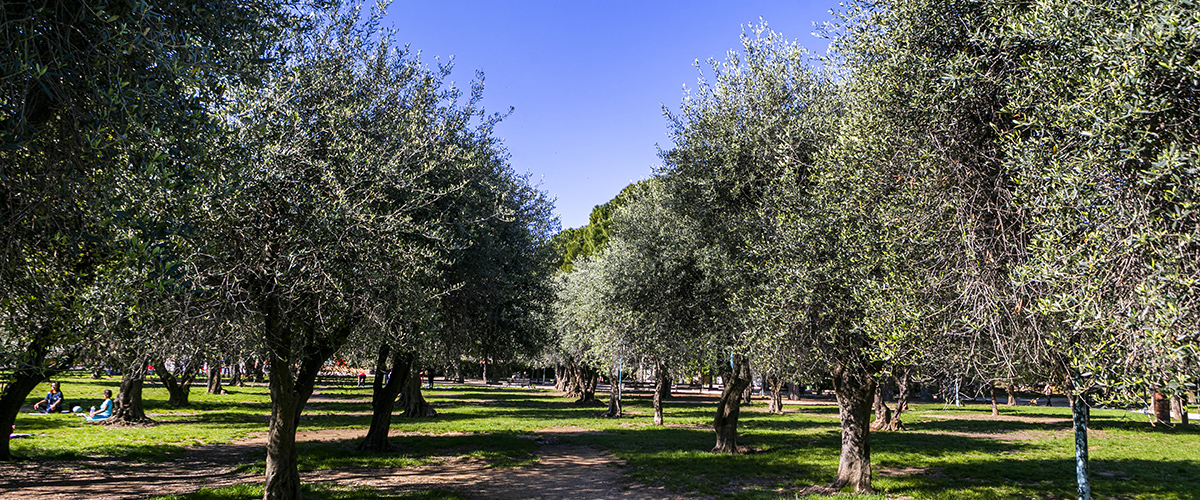 Jardin des Arènes de Cimiez